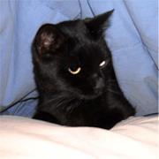 Bombay Cat Picture